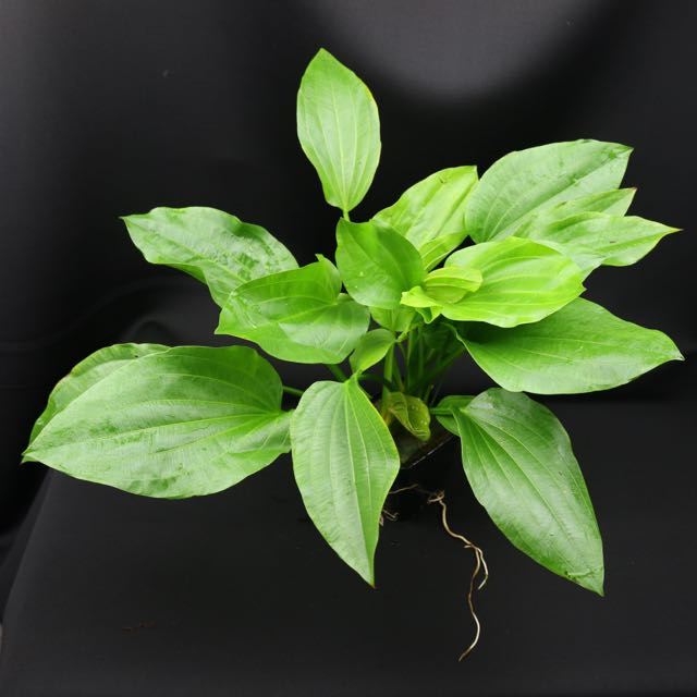 Echinodorus uruguayensis in pot